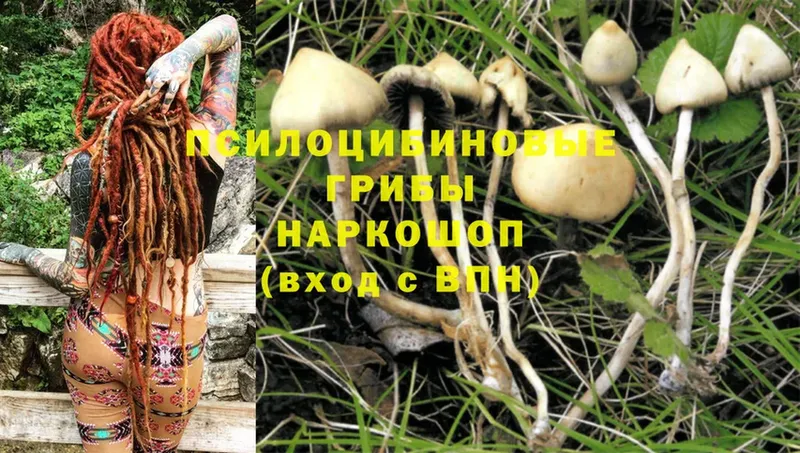 сколько стоит  Нерехта  блэк спрут вход  Псилоцибиновые грибы MAGIC MUSHROOMS 